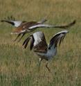 Despite their large size, Asian great bustards are strong, steady fliers. Despite their large size, Asian great bustards are strong, steady fliers.