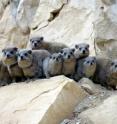 Just as humans can follow complex social situations in deciding who to befriend or to abandon, it turns out that animals like these rock hyraxes use the same level of sophistication in judging social configurations.