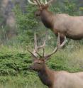 Elk in the southern Alberta study area that was the subject of Tyler Muhly and Marco Musiani's research article 'Humans strengthen bottom-up effects and weaken trophic cascades in a terrestrial food web.