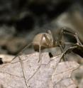 Engineered Spider Toxin Could Be the Future of Anti-Venom Vaccines. For full text of the article, contact <a href="mailto:newsroom@elsevier.com">newsroom@elsevier.com</a>.