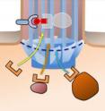 This is a depiction of the researchers' experimental setup. Three fluorescent molecules of various sizes are attempting to enter the cilium, where they will be trapped when they snap together with the protein anchored in the membrane of the cilium.