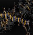 DNA-tethered nanorods link up like rungs on a ribbonlike ladder -- a new mechanism for linear self-assembly that may be unique to the nanoscale.
