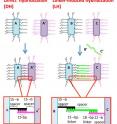 This is a schematic of how gold nanorods link up when complementary strands of DNA attached to each rod (A, A') -- or DNA linker strands with ends complementary to two different types of DNA tethers on adjacent rods (B, C) -- are used as "glue."
