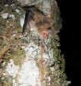 This shows the Bechstein's bat, <i>Myotis bechsteinii</i>.