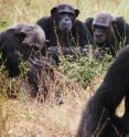 These chimpanzees were study subjects at the Tchimpounga Chimpanzee Sanctuary in
Pointe Noire, Republic of Congo.