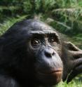 This is a bonobo who was a study subject at Lola ya Bonobo Sanctuary in Kinshasa, Democratic Republic of Congo.