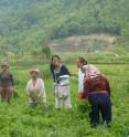 These are Karo Batak women in fields.