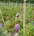 These are Karo Batak women in a tomato garden.