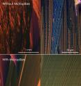 This image shows a cross-polarized optical micrograph comparing a sample of an organic semiconducting film created without micropillars (top) and with micropillars (bottom) at scales of both one millimeter and 50 micrometers. Note the uniformity of the crystals in the bottom image as compared to in the top image.