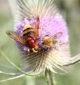 On farmland, wild flowers attract and enhance pollinators which may benefit crop pollination.