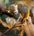 A squirrel monkey hunts a criptic insect while other monkeys watch. A squirrel monkey hunts a criptic insect while other monkeys watch.