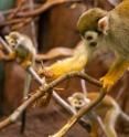A squirrel monkey hunts a criptic insect while other monkeys watch. A squirrel monkey hunts a criptic insect while other monkeys watch.