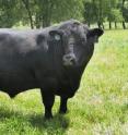 This image shows a side view of a bull. This image shows a side view of a bull.