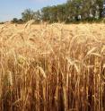 Improving agricultural productivity sustainably could help cut greenhouse gas emissions from agriculture.