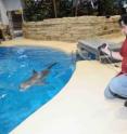 Jason Bruck, who completed his Ph.D. this summer at the University of Chicago, is pictured here working with a dolphin at the Brookfield Zoo near Chicago. His research indicates that dolphins have the longest social memory ever recorded among non-human species.