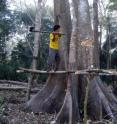 A new study finds Tsimane men experience higher short-term testosterone spikes while chopping trees than they do playing competitive soccer. A new study finds Tsimane men experience higher short-term testosterone spikes while chopping trees than they do playing competitive soccer.