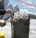 This image shows a sediment sample from the Gulf of Saint Lawrence.