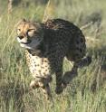 This image shows a cheetah photographed the  during the Queen's University Belfast-led study into hunting tactics of the animal.