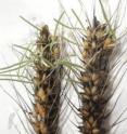 This image shows a sprouted spike of wheat.