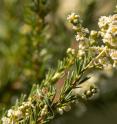 A walking stick insect camouflages with a chamise shrub in southern California. The ability of the the insect, <i>Timema cristinae</i>, to be well camouflaged affects other insects living on the same plant.