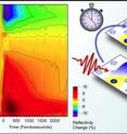 Ultrafast changes in the optical properties of strontium-doped lanthanum nickelate throughout the infrared spectrum expose a rapid dynamics of electronic localization in the nickel-oxide plane, shown at left. This process, illustrated on the right, comprises the first step in the formation of ordered charge patterns or "stripes."