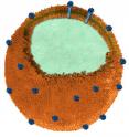 <p>The nanosponges at the foundation of the experimental "toxoid vaccine" platform are bio-compatible particles made of a polymer core (light-blue-green color) wrapped in a red-blood-cell membrane (orange). Each nanosponge's red-blood-cell membrane seizes and detains the <i>Staphylococcus aureus</i> (staph) toxin alpha-haemolysin (blue) without compromising the toxin’s structural integrity through heating or chemical processing. These toxin-studded nanosponges served as vaccines capable of triggering neutralizing antibodies and fighting off otherwise lethal doses of the toxin in mice.  
<p>Nanosponges that soak up a dangerous pore-forming toxin produced by MRSA (methicillin-resistant <i>Staphylococcus aureus</i>) could serve as a safe and effective vaccine against this toxin. This "nanosponge vaccine" enabled the immune systems of mice to block the adverse effects of the alpha-haemolysin toxin from MRSA -- both within the bloodstream and on the skin. Nanoengineers from UC San Diego described the safety and efficacy of this nanosponge vaccine in the Dec. 1 issue of <i>Nature Nanotechnology</i>.