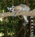 A new study led by CU-Boulder has shown Madagascar's ring-tailed lemurs are the only wild primates in the world that sleep in the same caves on a nightly basis.