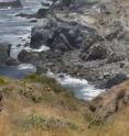 Fourteen bison were brought to Catalina Island on Christmas Eve in 1924. Today the herd is successfully managed to a population around 150 with a contraceptive.