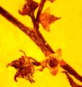 This flower preserved in 100-million-year old amber is one of the most complete ever found.