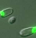 Green fluorescence in these yeast cells indicates that they are secreting pheromones, a mating behavior, while also undergoing meiosis.