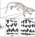 This is a reconstruction of <i>Dormaalcyon latouri</i> showing fossils that have been recovered, including teeth, jaws, and ankle bones.