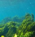 This is a natural <i>Phyllospora comosa</i> habitat. Researchers have successfully transplanted this once thriving seaweed back onto reefs in Sydney where it vanished decades ago.