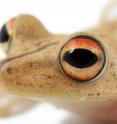 Gunther's Banded Treefrog, <i>Hypsiboas fasciatus</i>, was believed to have a wide distribution in the Amazon region. In fact, it has a small range in the Andes of southern Ecuador.