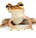 One of the new species discovered is Alfaro's Treefrog, <i>Hypsiboas alfaroi</i>.