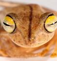 This new species, Almendariz's treefrog, inhabits cloud forests in the Amazon basin. Its habitat is threatened by deforestation and agriculture.