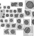 Researchers from the University of Pennsylvania and Swarthmore College describe new research into a type of liquid crystal that dissolves in water rather than avoids it as do the oily liquid crystals found in displays. This property means that these liquid crystals hold potential for biomedical applications, where their changing internal patterns could signal the presence of specific proteins or other biological macromolecules. These patterns are dependent on the concentration of liquid crystal molecules inside water droplets; at very high concentrations, they pull on the surface of the drop, deforming it from a sphere into these faceted gemstone shapes.