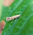 This is an image of horse-chestnut leaf-mining moth.