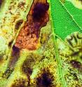 This is a leaf damaged by horse-chestnut leaf-mining moth.