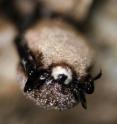This is a little brown bat with White-Nose syndrome.