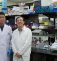 Kenneth Kai-Sing Ng, right, an associate professor in biochemistry, and Tomohiko Murase, a research associate, have made new advances for the detection and treatment of <i>Clostridium difficile</i>. Photo by Riley Brandt, University of Calgary. Kenneth Kai-Sing Ng, right, an associate professor in biochemistry, and Tomohiko Murase, a research associate, have made new advances for the detection and treatment of <i>Clostridium difficile</i>. Photo by Riley Brandt, University of Calgary.