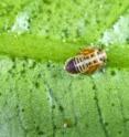 This photo shows an Asian citrus psyllid nymph.