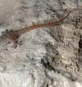 This image shows <i>Hemidactylus persicus</i>. This lizard has been found in Qatar for the first time in 2013, and has been only seen in Halul island situated at 100 km from the mainland.