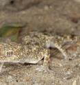 This image shows <i>Pseudoceramodactylus khobarensis</i>. This lizard has been found in Qatar for the first time in 2013, and is present in the Qatar mainland and in two islands.