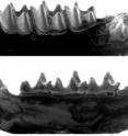 This is a jawbone from the newly described sucker-footed bat <i>Phasmatonycteris phiomensis</i>, less than half an inch in length and ~30 million years old