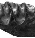 This shows upper teeth from a living sucker-footed bat species, <i>Myzopoda aurita</i>.