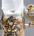 Red and yellow male house finches eat at a bird feeder in an urban Phoenix backyard. The loss of natural habitat may be a driving force behind increases in avian parasite infections.