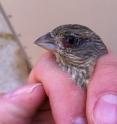 A female house finch shows the early stages of a pox infection in her left eye.