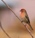 Scientists with ASU have found a direct link between the degree of urbanization and the prevalence and severity of two distinct parasites in wild house finches.