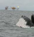 In the waters off the coast of Gabon, a humpback whale lunge-feeds in the near vicinity of an offshore oil platform. In a recently published study in <i>Conservation Biology</i>, scientists have quantified the overlap between humpback whales using Africa's coastal waters and several forms of ocean industries and ocean-based pollution, primarily offshore oil platforms, shipping lanes, and potentially harmful toxicants.