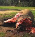 New data from the field in Central Africa shows that between 2002 and 2013, 65 percent of forest elephants were killed. They are being poached, for their ivory, at a shocking 9 percent per year.